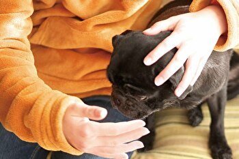 Column:大原則は“同行避難”<br />災害に備えてペットの飼い主ができることのイメージ画像